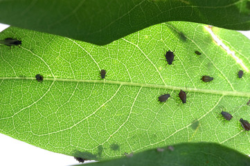 Aphids on a robinia leaf