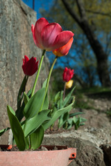 particular of pink and  red tulips  in a jar