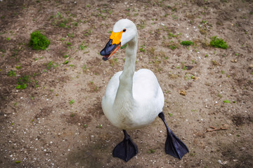 White young swan walking on the ground