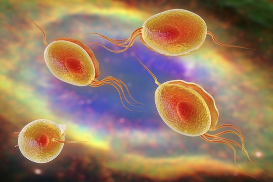 Kolpitis Bilder Durchsuchen 1,516 Archivfotos, und