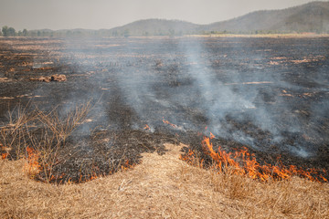 Fire burning dry grass field in Thailand