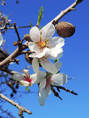 Almond tree with almond flowers or blossoms