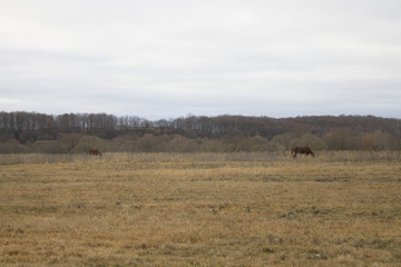Naklejka premium horse in field. horse grazes. horse in the field. dry field. horse outdoors.