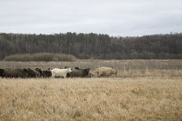 Fototapeta na wymiar goats on the walk.goats graze.family goat.sheep graze in the field.