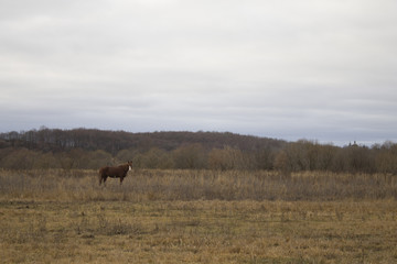 Naklejka na ściany i meble horse in field. horse grazes. horse in the field. dry field. horse outdoors.