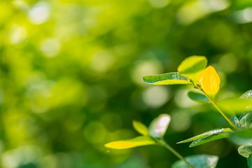 Green leaves background