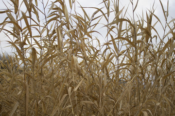 dry grass