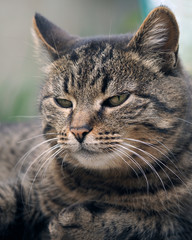 Portrait of a luxurious and large striped cat