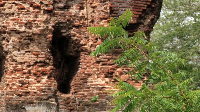 Tree branch with the brick wall of the ruins of the Royal Palace of King Parakramabahu at the background in the ancient city of Polonnaruwa, Sri Lanka.