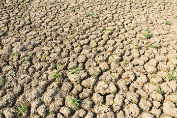 cracked earth