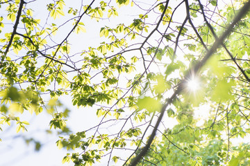 Nature in spring. Tree with fresh leaves and blue sky. Vibrant colorful nature detail. Concept of springtime, growth and vitality.