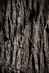 Rough texture of tree trunk in close up. Nature background with textured bark of tree in woods. Natural backdrop, symbol of forest and ecology.