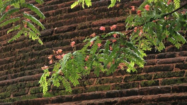 Tree branch with the brick wall of the ruins of the Royal Palace of King Parakramabahu at the background in the ancient city of Polonnaruwa, Sri Lanka.
