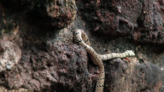 Malsara poisonous snake (Ornate flying snake) moves between stones in Polonnaruwa, Sri Lanka. 