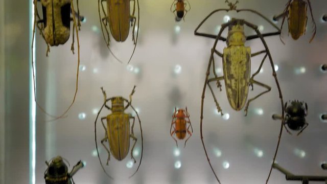 insects collections 4k