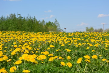 желтые одуванчики и гнездо аиста на фоне голубого неба