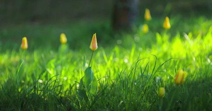 Time lapse of yellow tulip blooming on a meadow during sunrise with sun rays traveling through dew covered grass