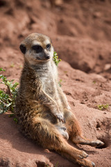 relaxed Meerkat - entspanntes Erdm&auml;nnchen