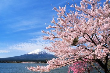 富士山と桜