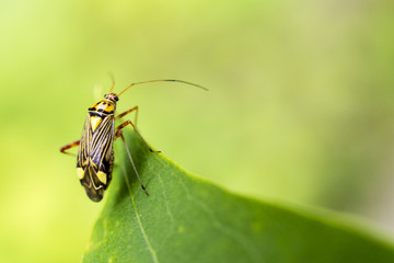 Bug close up