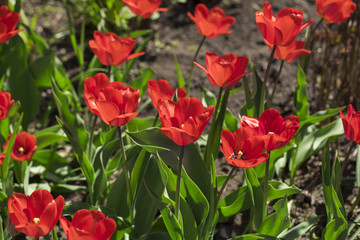 Tulips on the white background