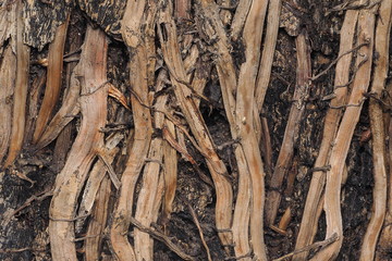 Backgrounds / OLYMPUS DIGITAL CAMERA