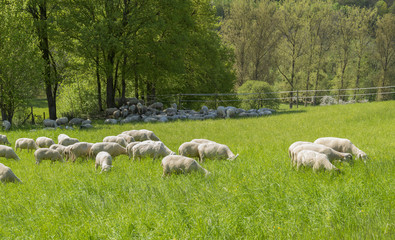 Obraz na płótnie Canvas sheep at spring time