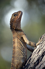 Australian Eastern Water Dragon in profile climbing a tree with a halo of light