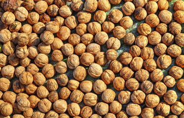 Colorful walnuts background
