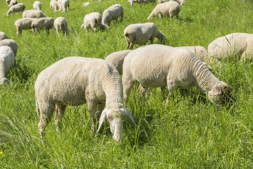 sheep at spring time