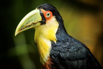 Exotic green-billed toucan bird in natural setting near Iguazu Falls, Brazil. 