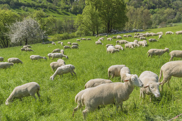 Obraz premium sheep at spring time