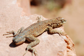 Lizard with no tail