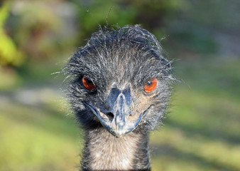 Curious angry bird, the Australian Emu