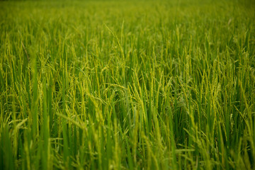 Green farm rice farmers prepare harvest.