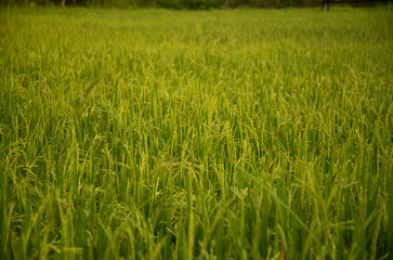 Green farm rice farmers prepare harvest.