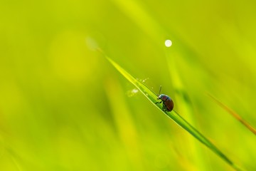 Beetle sitting on plant in morning light