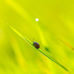 Beetle sitting on plant in morning light