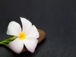Plumeria Vintage ,