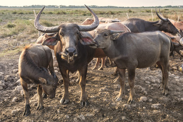 Fototapeta premium Thai Buffalo over the field