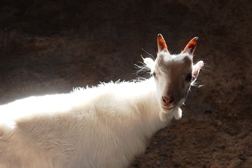 White young goat 