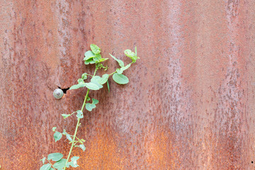 green plants with rusty zinc background