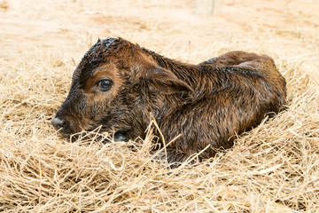 Brown newborn calf lying on staw © Satit _Srihin