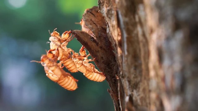 Cicada shell on the tree