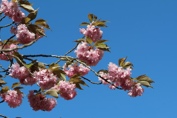 Blooming cherry