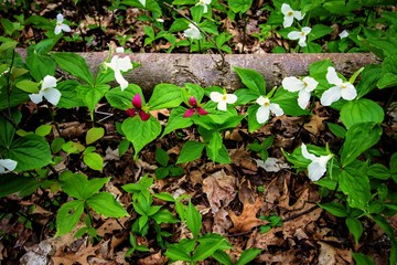 Wild Trillium In The Forest.  Trillium line the forest floor of a Great Lakes coastal habitat. Trillium are the official wildflower of Ontario and Ohio. 