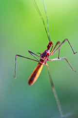 red shield bug on nature background