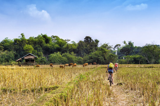 Tourists cycling in the countryside at Vang Vieng, Vientiane Province, Laos.