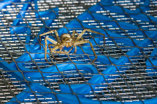 Brown huntsman spider on electric mosquito bat