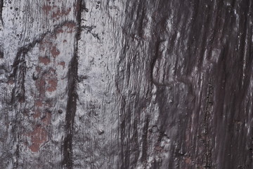 Backgrounds /OLYMPUS DIGITAL CAMERA